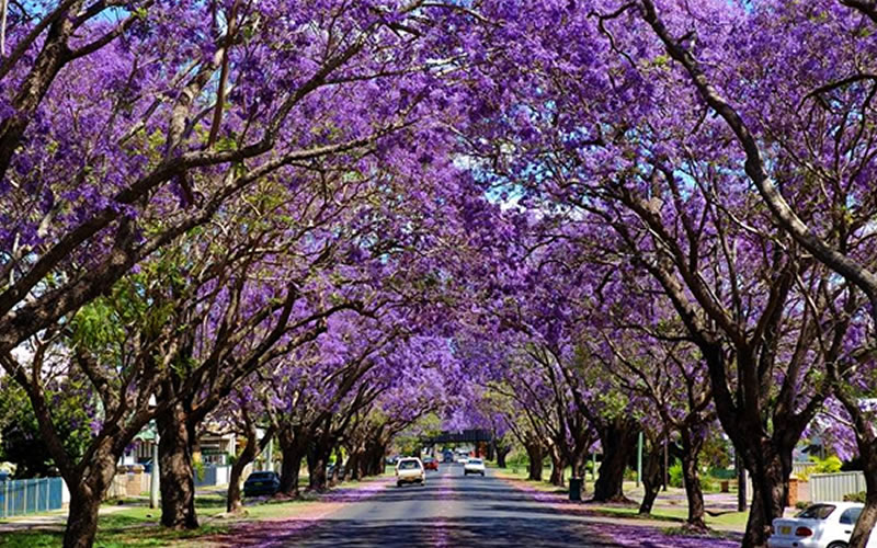 Grafton Maitland Accommodation